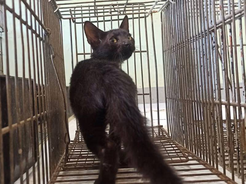 Black young male mixed-breed cat, Small, shelter no. …5C02