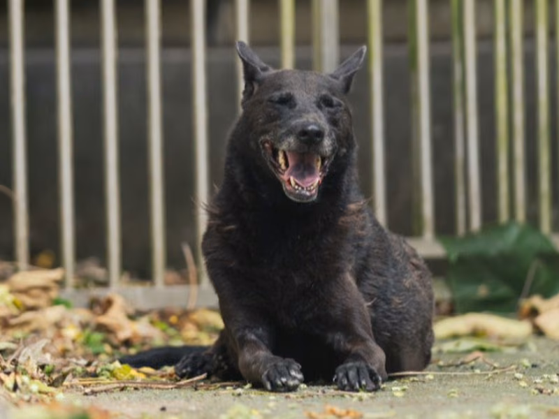 Black adult female mixed-breed dog, Medium, shelter no. …1002