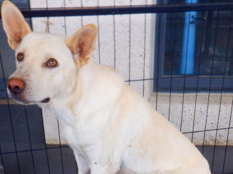 White adult male mixed-breed dog, Medium, shelter no. …9842