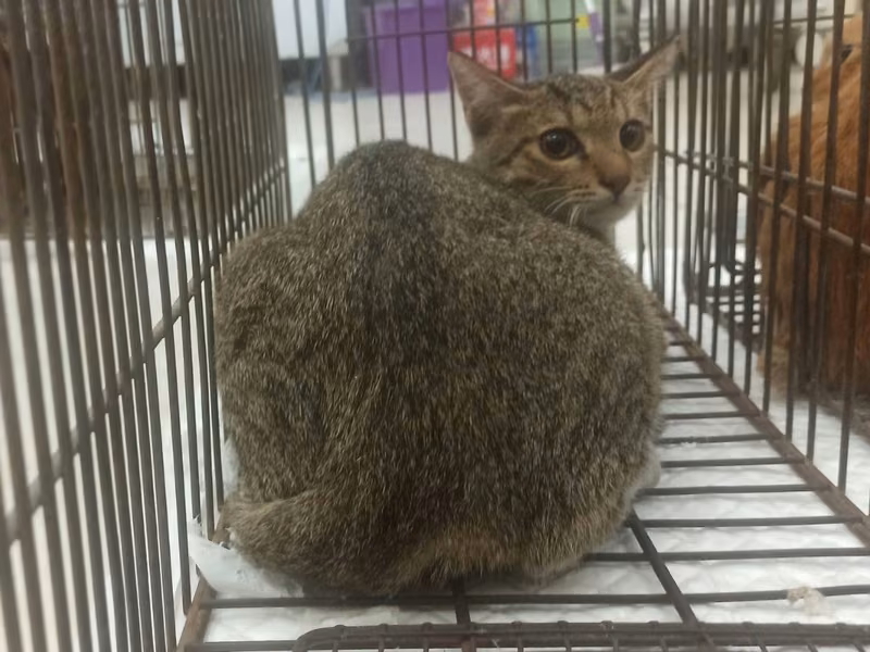 Young male mixed-breed cat, Small, shelter no. …3C04