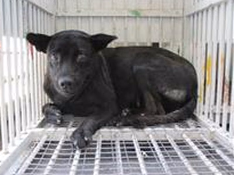 Black adult female mixed-breed dog, Medium, shelter no. …6001