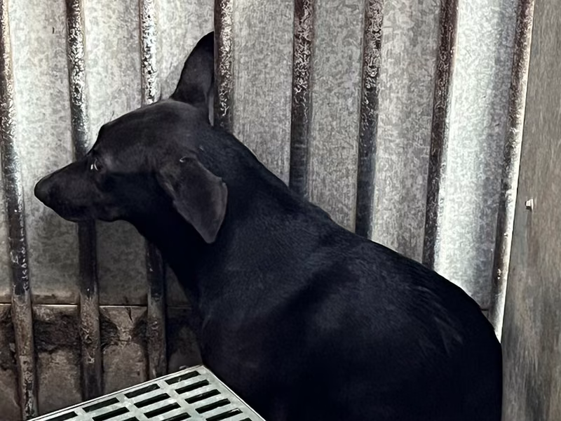Black adult female mixed-breed dog, Medium, shelter no. …9005