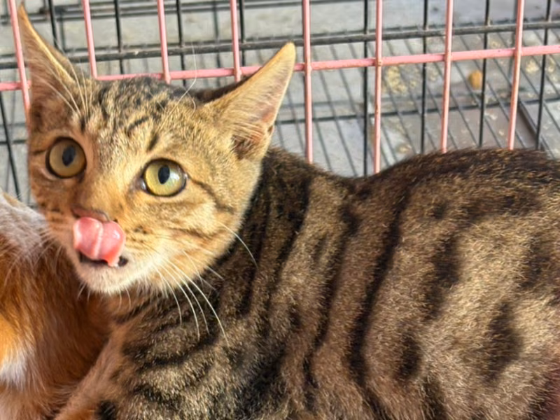 Orange tabby adult female mixed-breed cat, Medium, shelter no. …0003