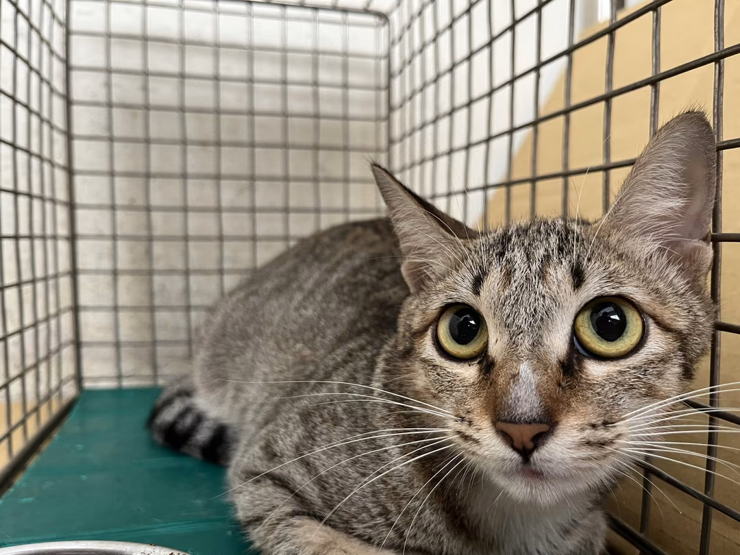 Tabby-and-white adult female mixed-breed cat, Medium, shelter no. …2110