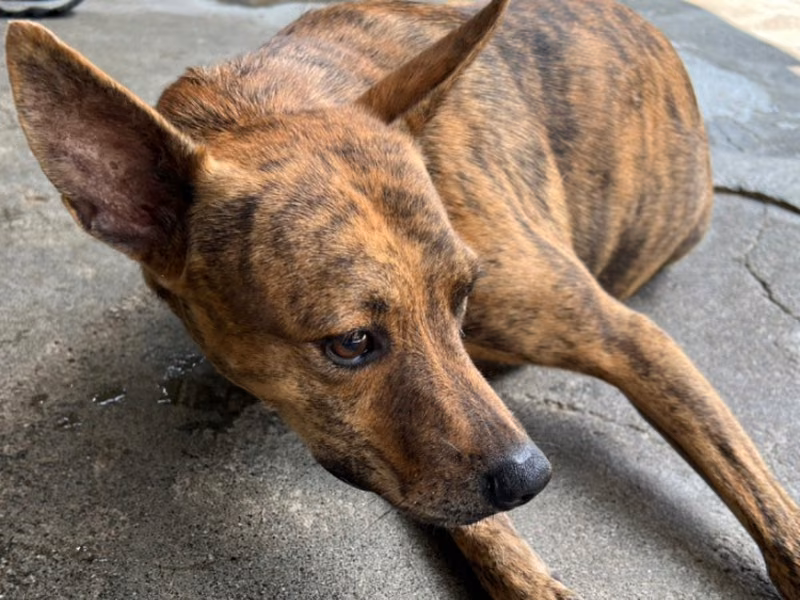 Black-and-tan adult male mixed-breed dog, Large, shelter no. …047D