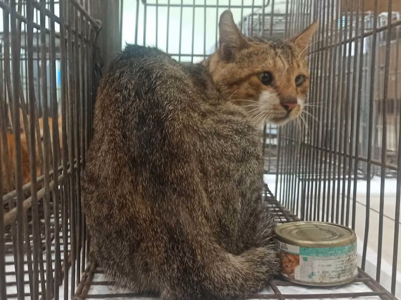 Adult male mixed-breed cat, Small, shelter no. …3C06
