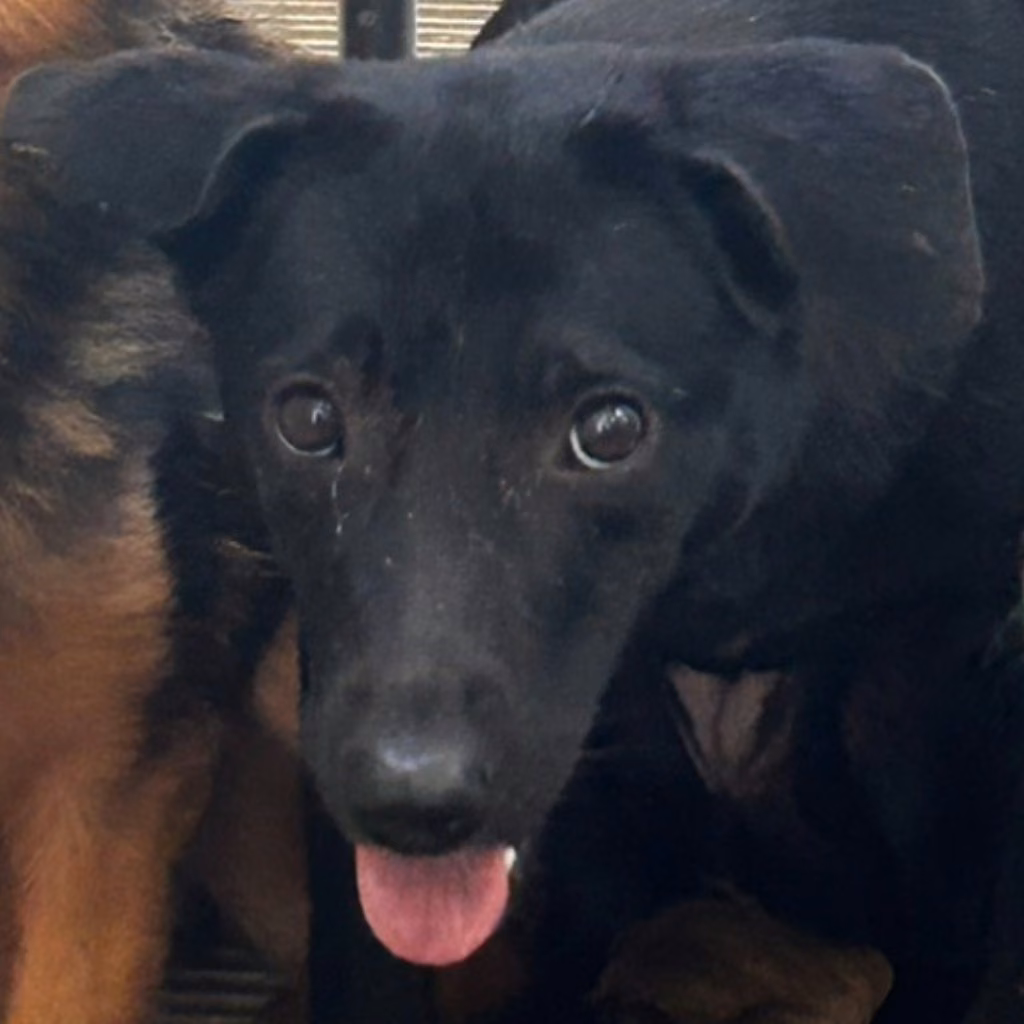 Black adult female mixed-breed dog, Medium, shelter no. …1027