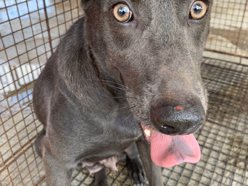 Black adult female mixed-breed dog, Large, shelter no. …2005