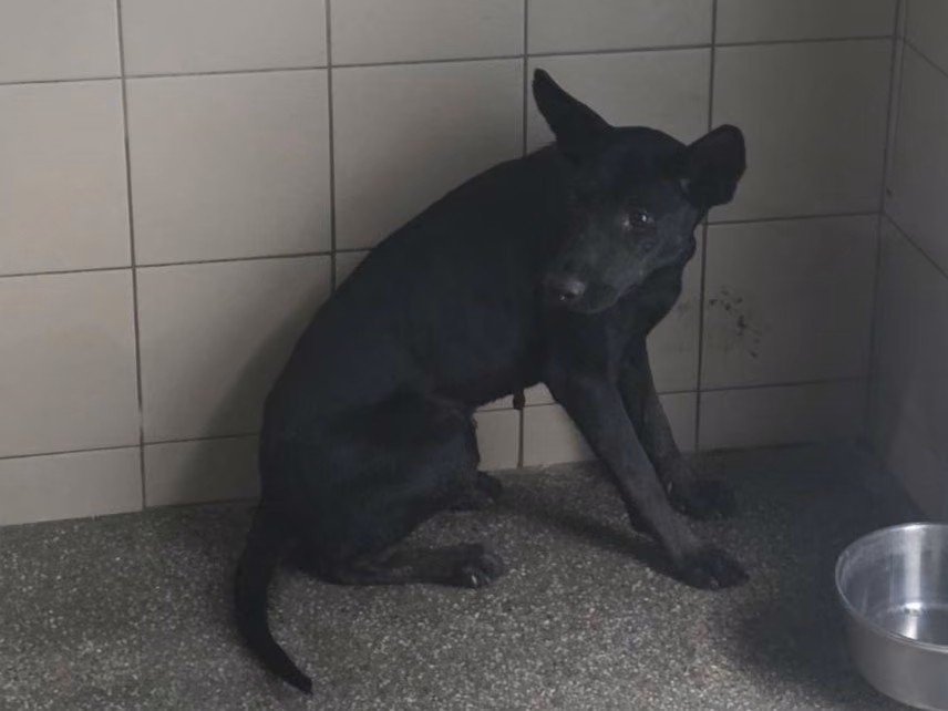 Black adult female mixed-breed dog, Large, shelter no. …2802