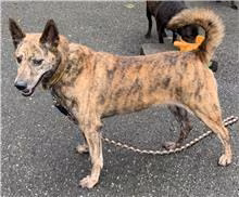 Tabby adult female mixed-breed dog, Medium, shelter no. …2114