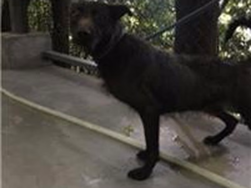 Black adult male mixed-breed dog, Medium, shelter no. …1501