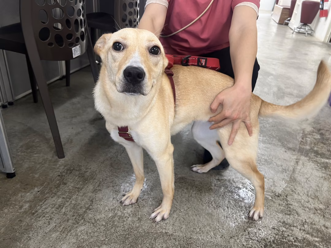 Tan adult female mixed-breed dog, Medium, shelter no. …2601