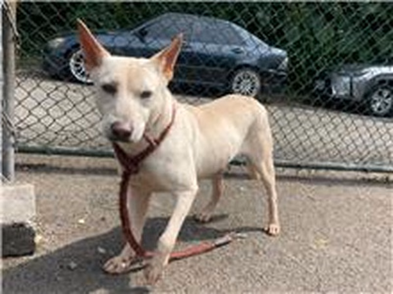 White adult male mixed-breed dog, Medium, shelter no. …1602