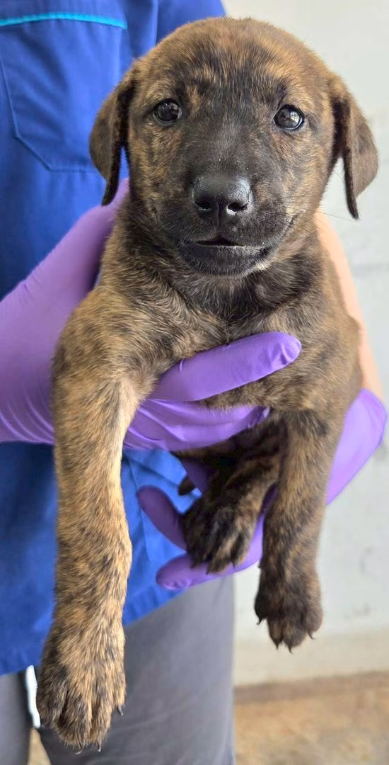 Tabby young female mixed-breed dog, Medium, shelter no. …6002