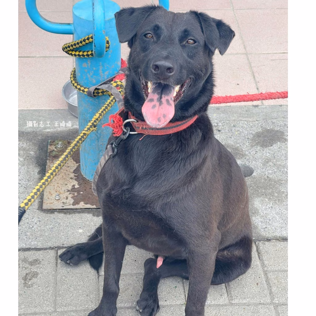 Black adult male mixed-breed dog, Medium, shelter no. …9-07