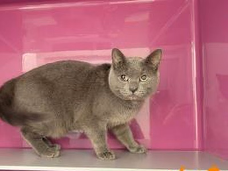 Adult male British Shorthair, shelter no. …4178