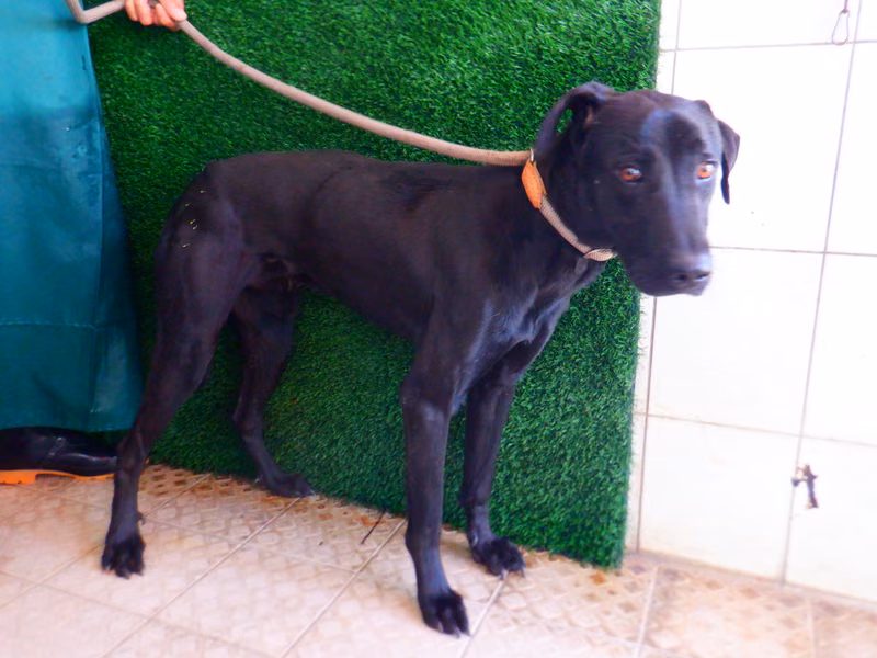 Black adult male mixed-breed dog, Medium, shelter no. …7880
