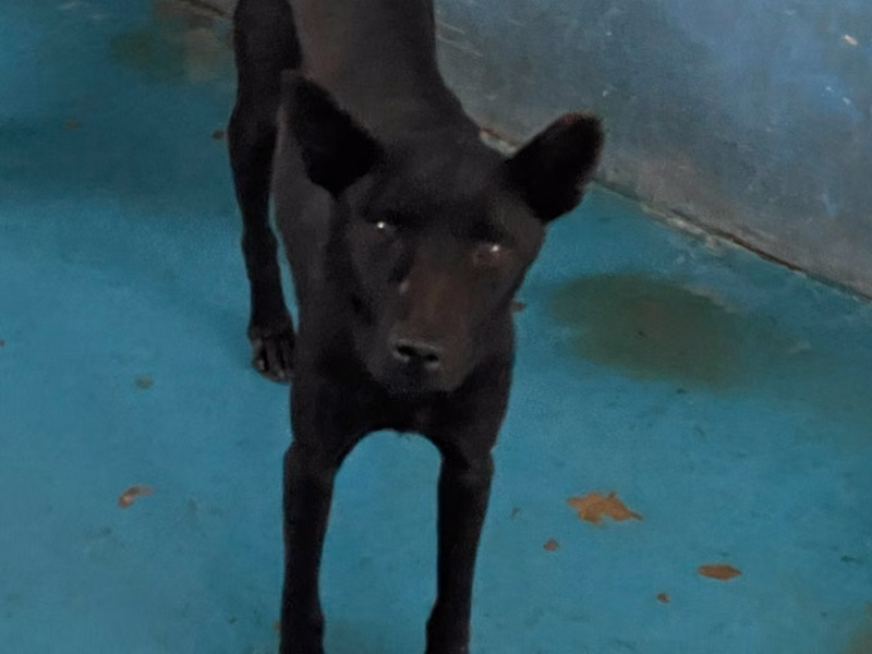 Black adult male mixed-breed dog, Large, shelter no. …1026