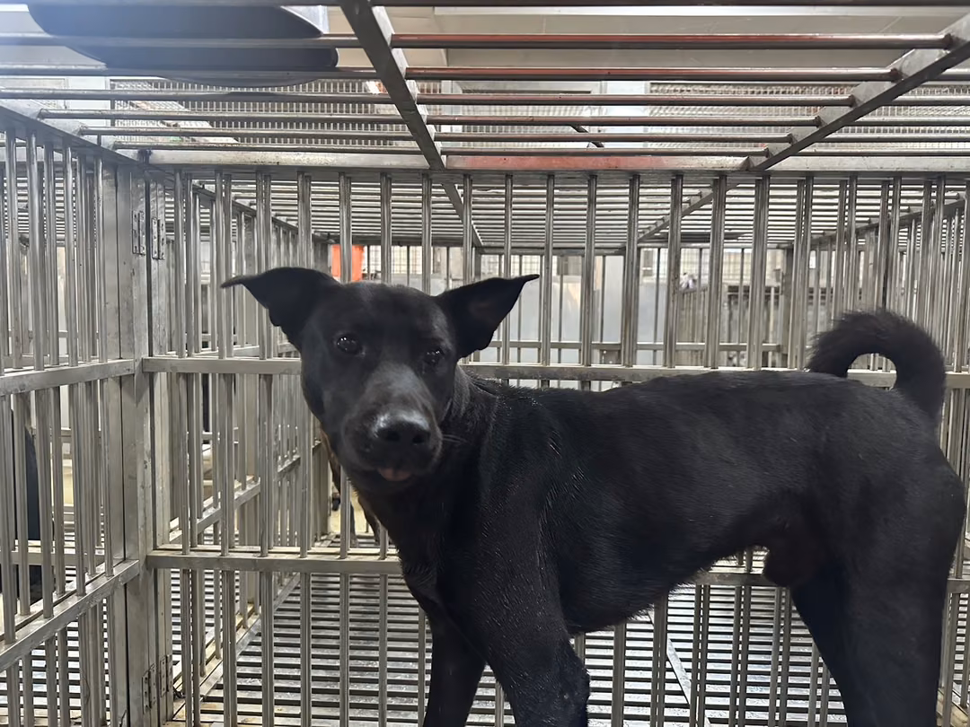 Black adult male mixed-breed dog, Medium, shelter no. …5001