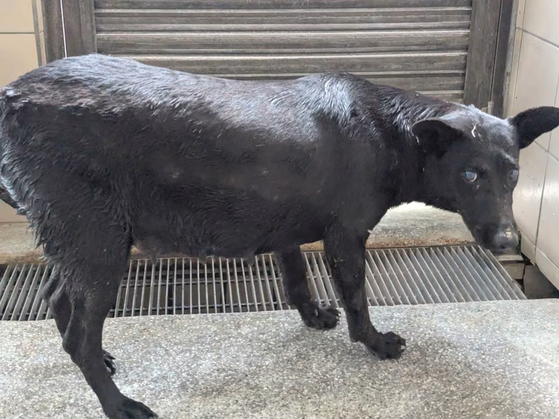 Black adult female mixed-breed dog, Large, shelter no. …0905