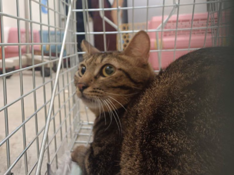 Tabby adult male mixed-breed cat, Medium, shelter no. …2302