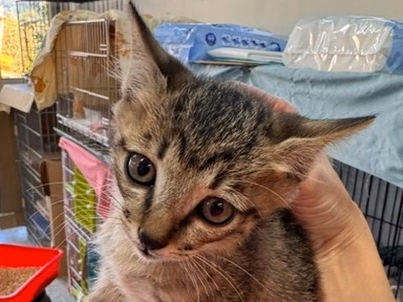 Pusang halo ang lahi (Bata, may guhit), Maliit, blg. ng shelter …4002