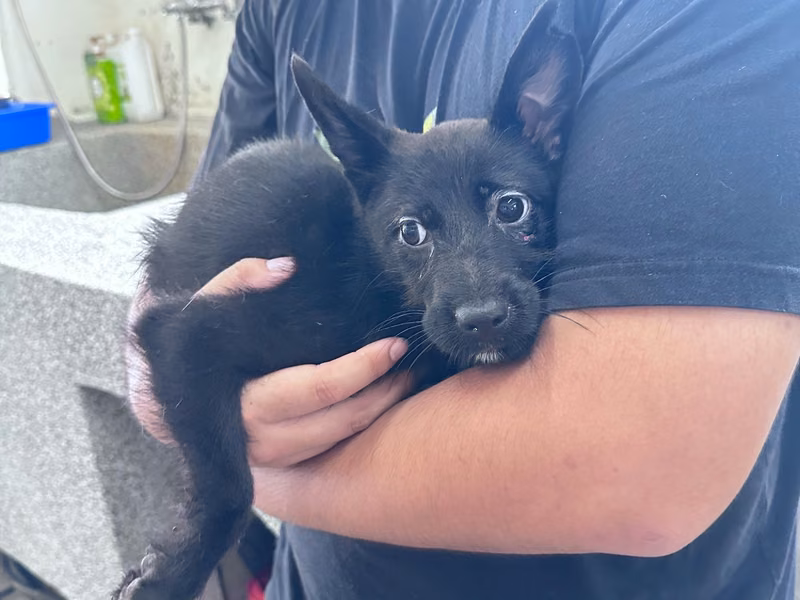 Black young female mixed-breed dog, Medium, shelter no. …7008