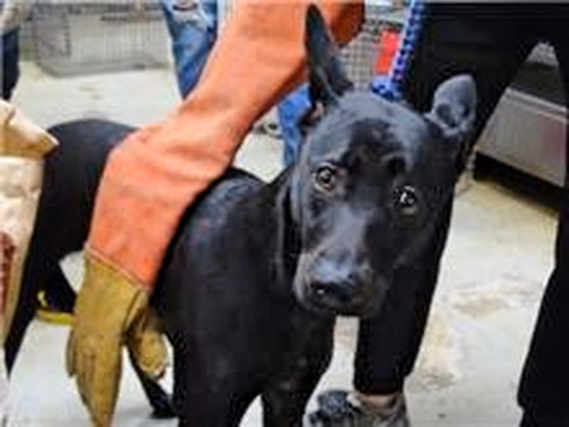 Black adult female mixed-breed dog, Medium, shelter no. …1213