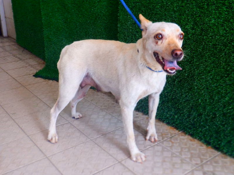White adult female mixed-breed dog, Medium, shelter no. …9669