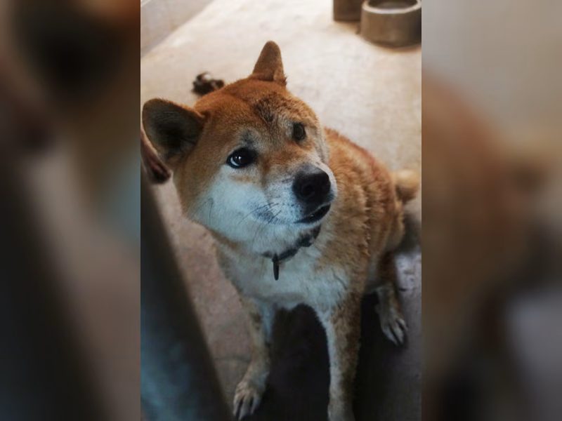 Tan adult female Shiba Inu, Large, shelter no. …2096