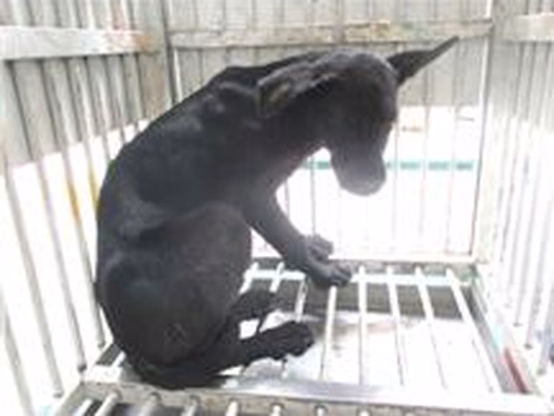 Black adult male mixed-breed dog, Small, shelter no. …4004