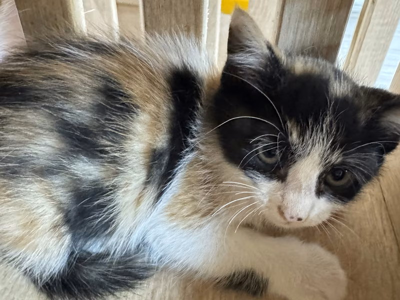 Calico young female mixed-breed cat, Small, shelter no. …9004