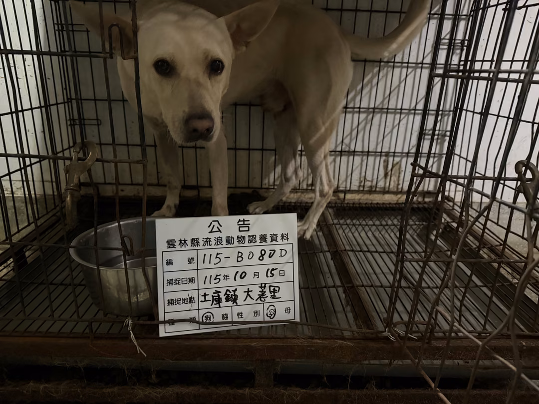 Perro mestizo macho adulto (crema), Grande, refugio n.º …080D