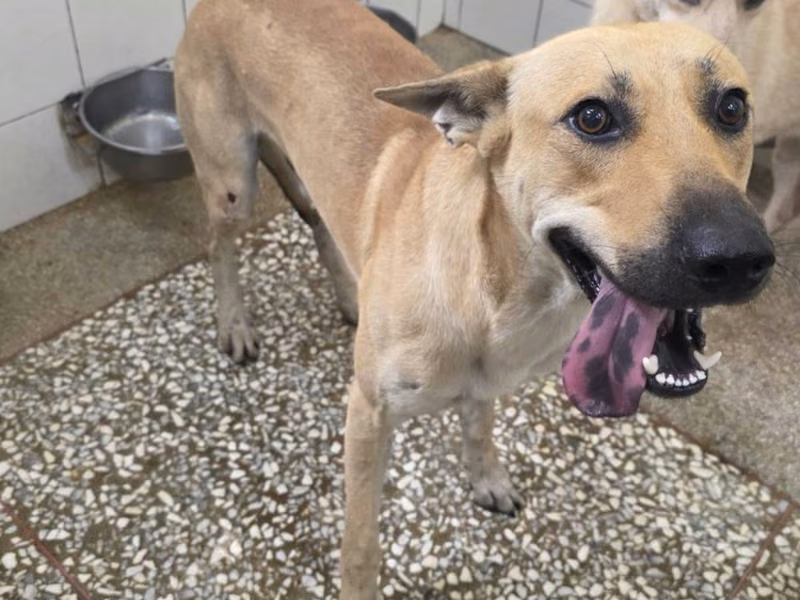 Tan adult male mixed-breed dog, Large, shelter no. …4A24