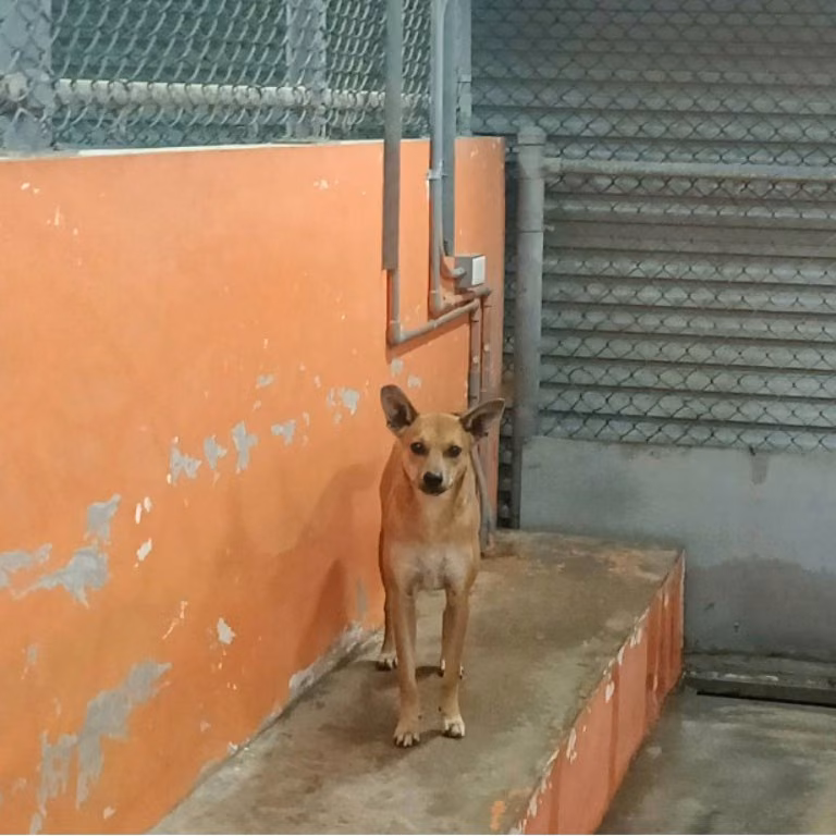 Tan young female mixed-breed dog, Small, shelter no. …0009