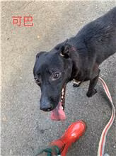 Black adult female mixed-breed dog, Medium, shelter no. …0605