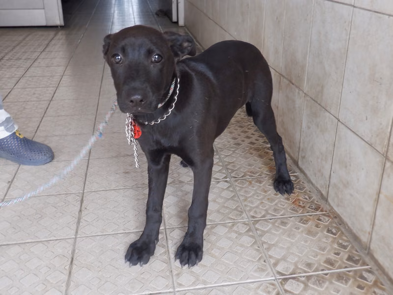 Black adult female mixed-breed dog, Medium, shelter no. …5735