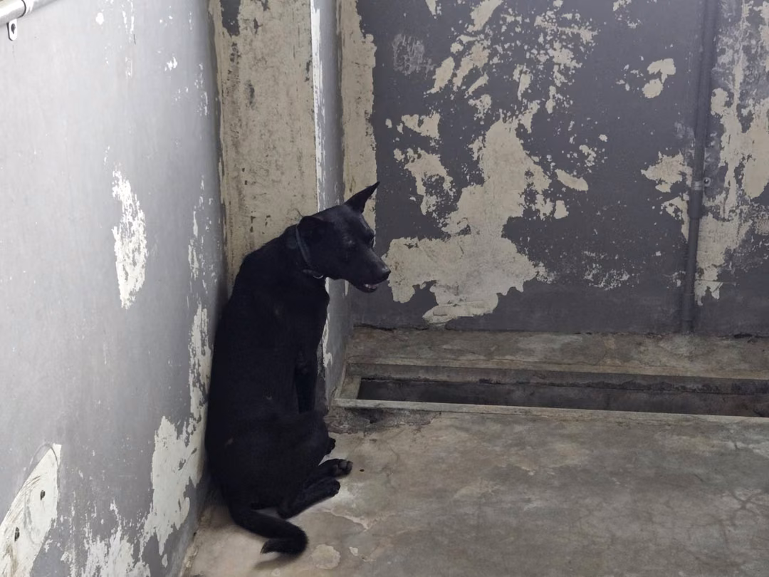 Black young male mixed-breed dog, Medium, shelter no. …6001