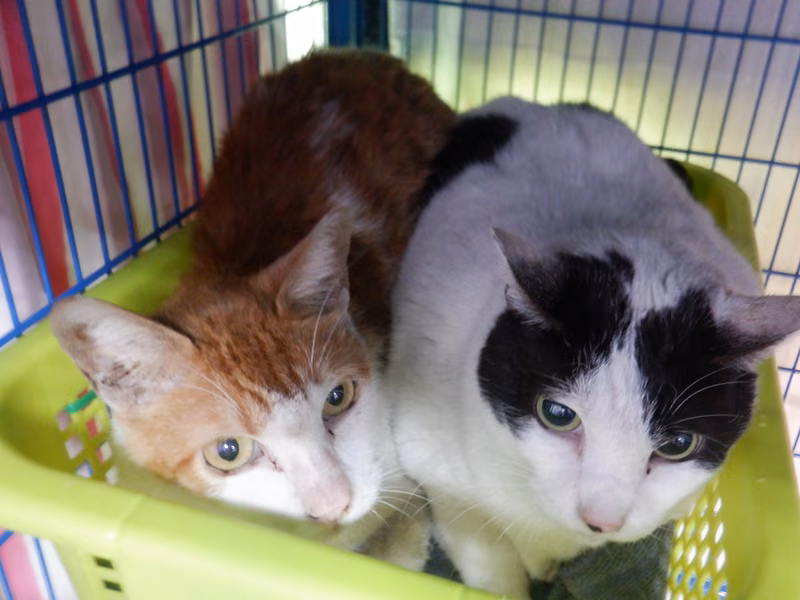 Black-and-white adult female mixed-breed cat, Small, shelter no. …25C6
