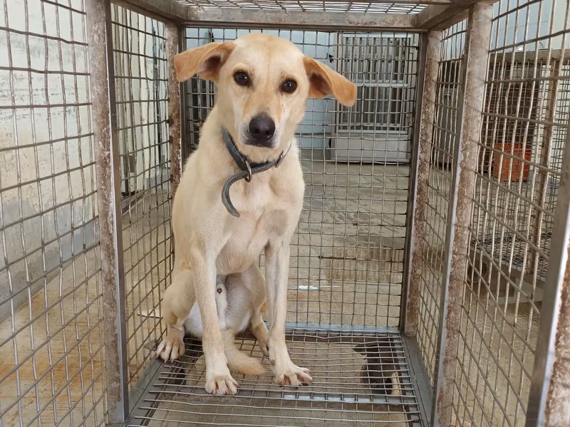 White adult male mixed-breed dog, Large, shelter no. …5009