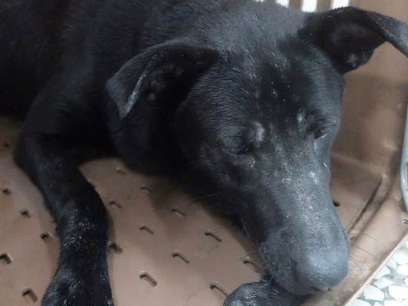 Black adult male mixed-breed dog, Large, shelter no. …1982