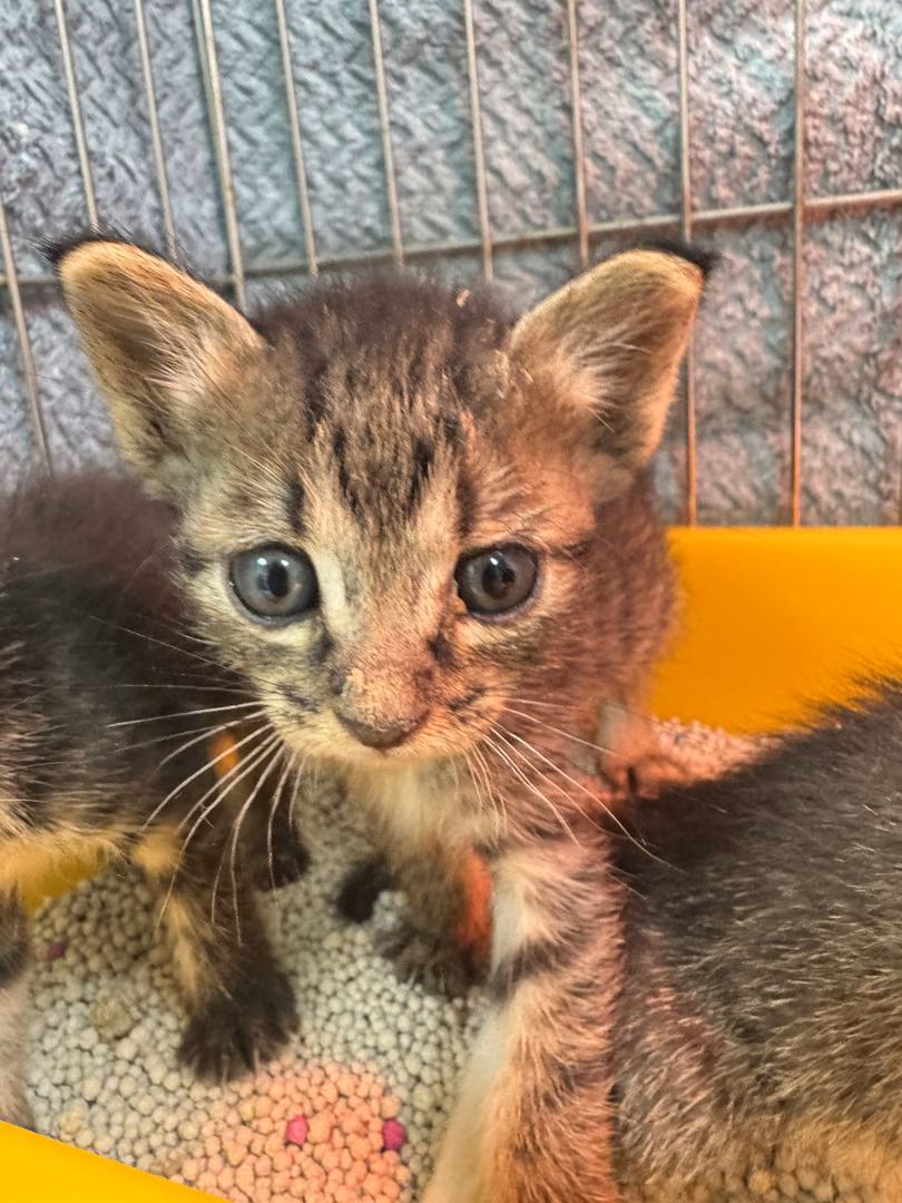 Tabby young male mixed-breed cat, Small, shelter no. …7004