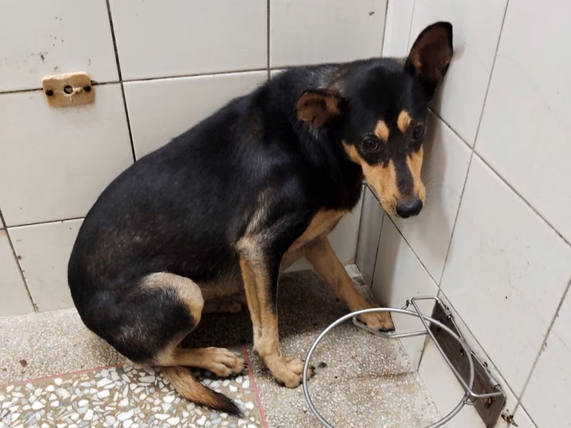 Black adult female mixed-breed dog, Large, shelter no. …7A25
