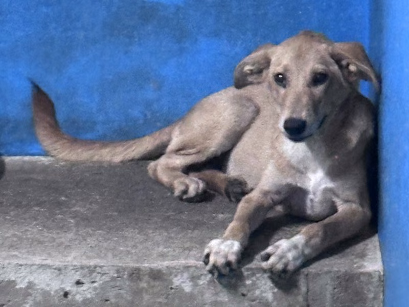 Tan adult male mixed-breed dog, Medium, shelter no. …0002