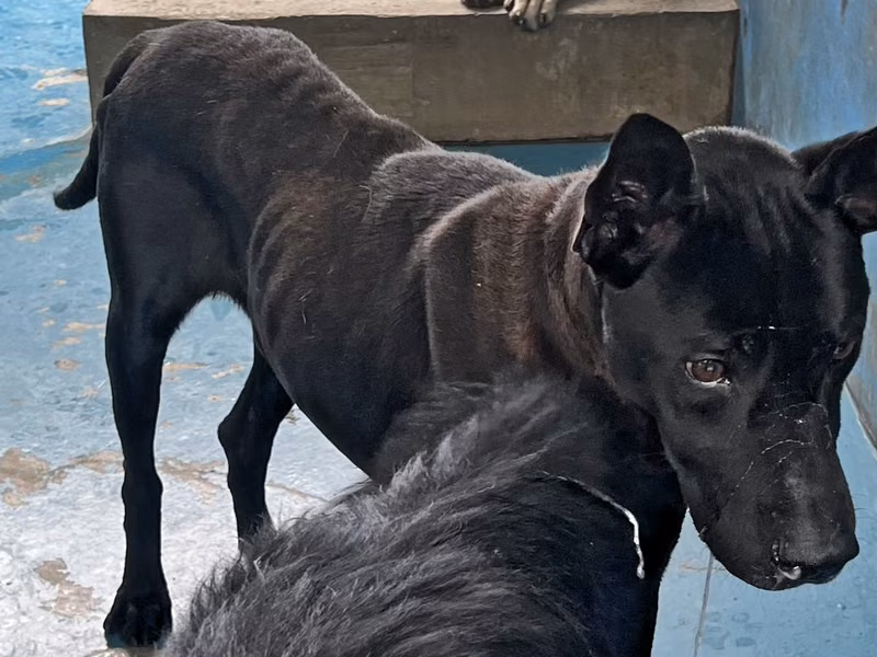 Black adult male mixed-breed dog, Large, shelter no. …9008