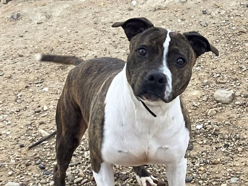 Triana, Senior · Female · Medium · Mixed breed