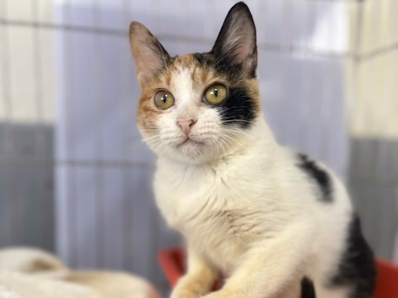 Calico young female mixed-breed cat, Medium, shelter no. …5006