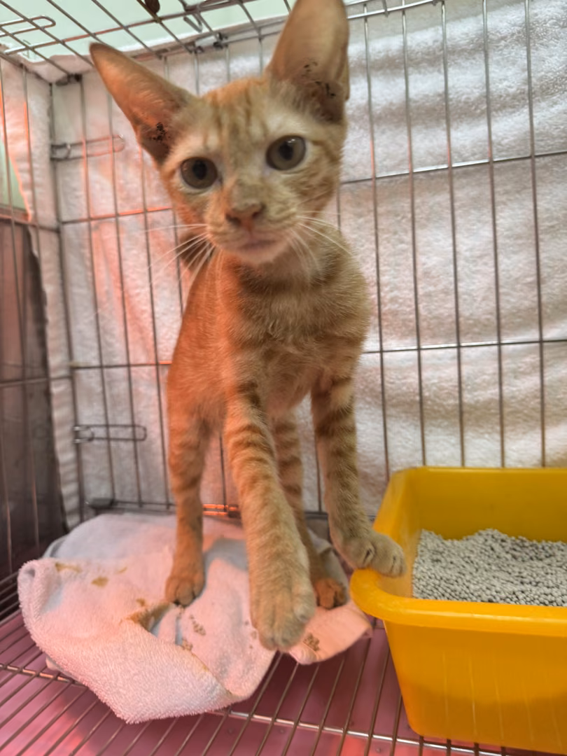 Orange tabby young female mixed-breed cat, Small, shelter no. …8006