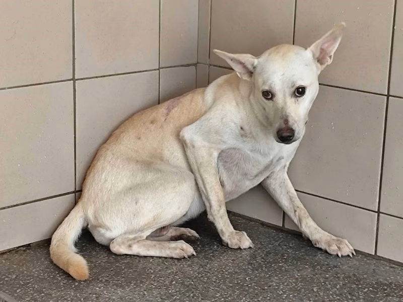 White adult female mixed-breed dog, Large, shelter no. …1111