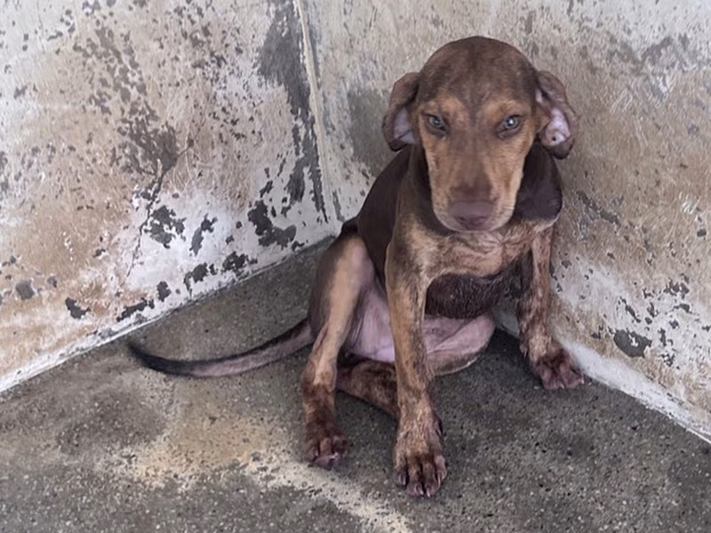 Black-and-tan young female mixed-breed dog, Medium, shelter no. …2044